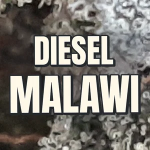 Diesel Malawi Cannabis Strain