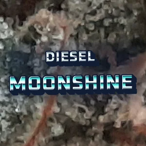 Diesel Moonshine Cannabis Strain
