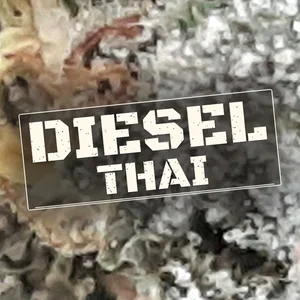 Diesel Thai Cannabis Strain