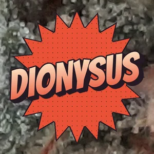 Dionysus Cannabis Strain