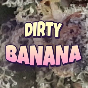 Dirty Banana Cannabis Strain