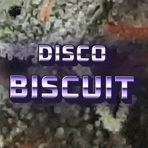 Disco Biscuit Cannabis Strain