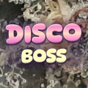 Disco Boss Cannabis Strain