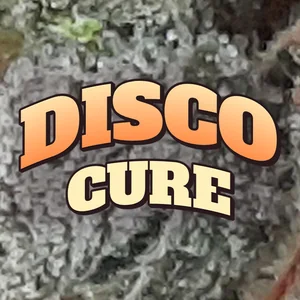 Disco Cure Cannabis Strain