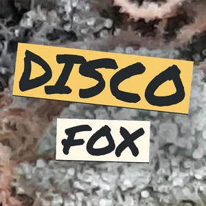 Disco Fox Cannabis Strain
