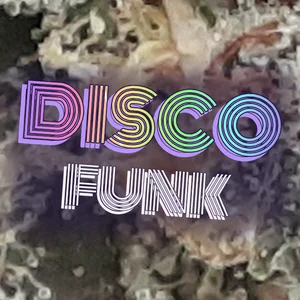 Disco Funk Cannabis Strain