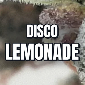 Disco Lemonade Cannabis Strain