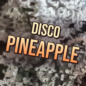 Disco Pineapple Cannabis Strain