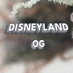 Disneyland OG Cannabis Strain