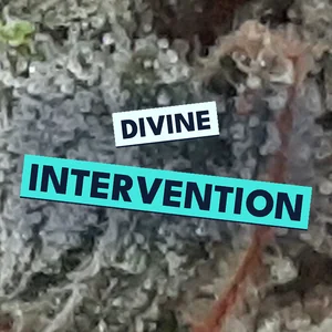 Divine Intervention Cannabis Strain