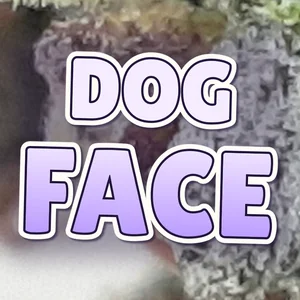 Dog Face Cannabis Strain