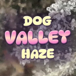 Dog Valley Haze Cannabis Strain