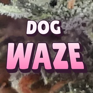 Dog Waze Cannabis Strain