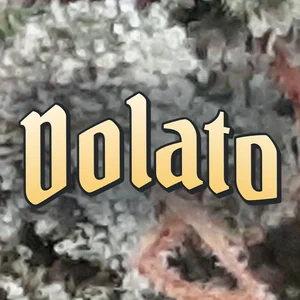 Dolato Cannabis Strain