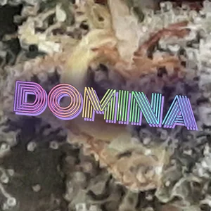 Domina Cannabis Strain