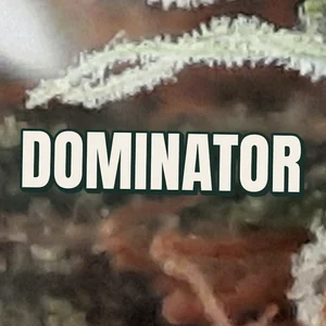 Dominator Cannabis Strain