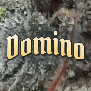 Domino Cannabis Strain