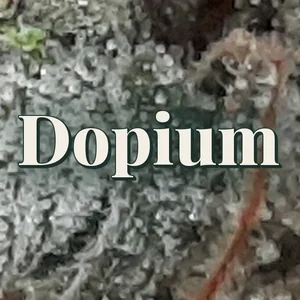 Dopium Cannabis Strain