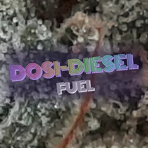Dosi-Diesel Fuel Cannabis Strain