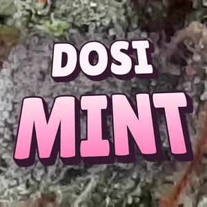 Dosi Mint Cannabis Strain