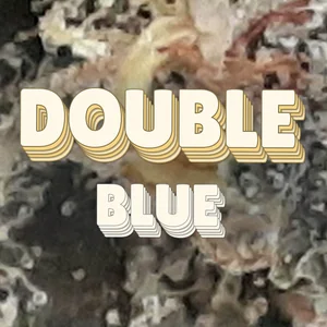 Double Blue Cannabis Strain