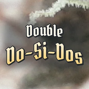 Double Do-Si-Dos Cannabis Strain