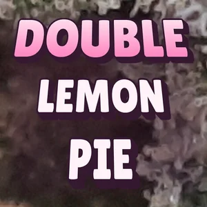 Double Lemon Pie Cannabis Strain