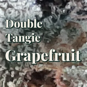 Double Tangie Grapefruit Cannabis Strain