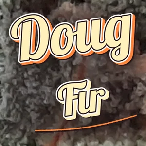 Doug Fir Cannabis Strain