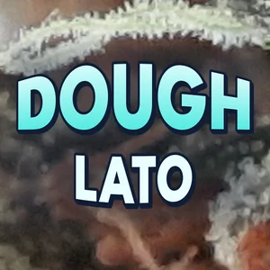 Dough Lato Cannabis Strain