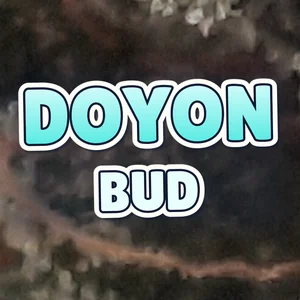 Doyon Bud Cannabis Strain