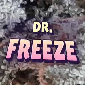 Dr. Freeze Cannabis Strain