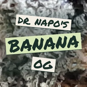 Dr. Napo's Banana OG Cannabis Strain