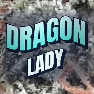 Dragon Lady Cannabis Strain
