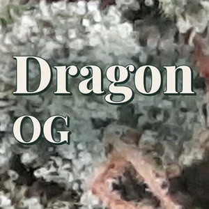 Dragon OG Cannabis Strain
