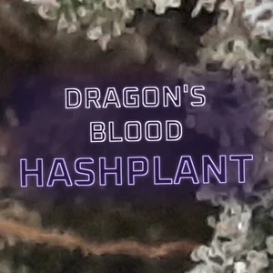 Dragon's Blood Hashplant Cannabis Strain