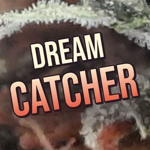 Dream Catcher Cannabis Strain