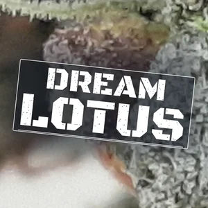 Dream Lotus Cannabis Strain