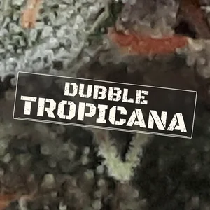 Dubble Tropicana Cannabis Strain