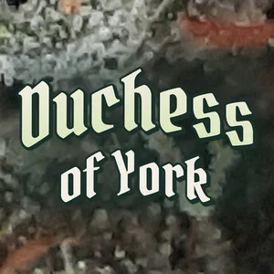 Duchess of York Cannabis Strain