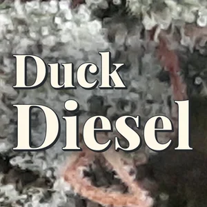 Duck Diesel Cannabis Strain