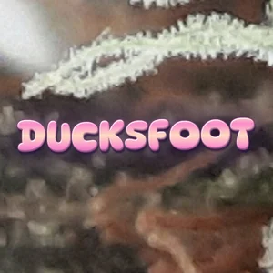 Ducksfoot Cannabis Strain