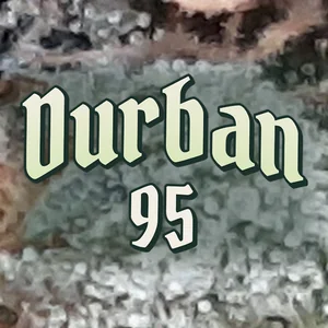 Durban 95 Cannabis Strain