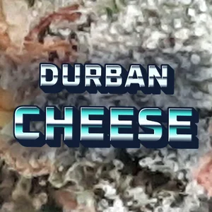 Durban Cheese Cannabis Strain