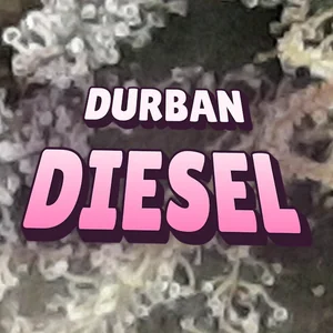 Durban Diesel Cannabis Strain