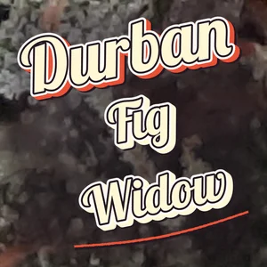 Durban Fig Widow Cannabis Strain