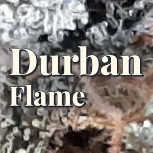 Durban Flame Cannabis Strain