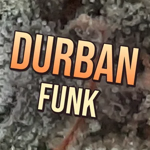 Durban Funk Cannabis Strain