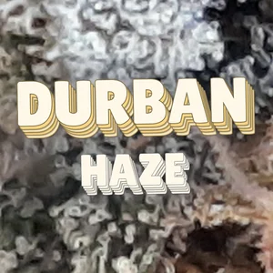 Durban Haze Cannabis Strain