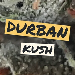 Durban Kush Cannabis Strain